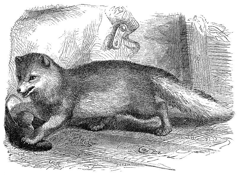 北极狐(Vulpes Lagopus) 19世纪
